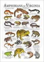 Amphibians of Virginia poster print