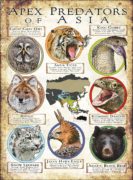Apex Predators of Asia poster print