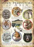 Apex Predators of Asia poster print