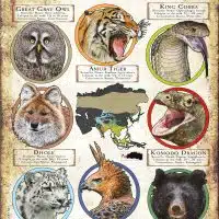 Apex Predators of Asia poster print