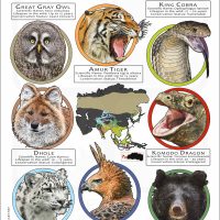 Apex Predators of Asia poster print