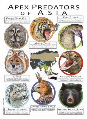 Apex Predators of Asia poster print