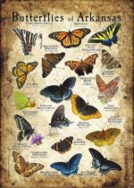 Butterflies of Arkansas poster print