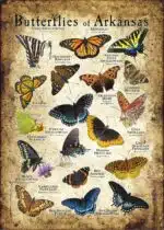 Butterflies of Arkansas poster print