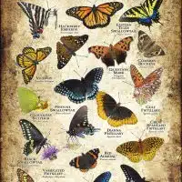 Butterflies of Arkansas poster print