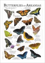 Butterflies of Arkansas poster print
