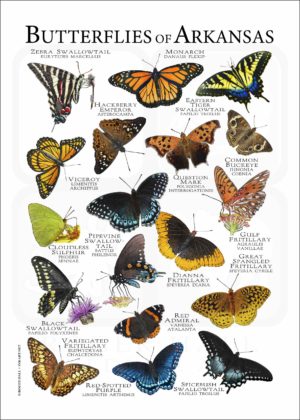 Butterflies of Arkansas poster print