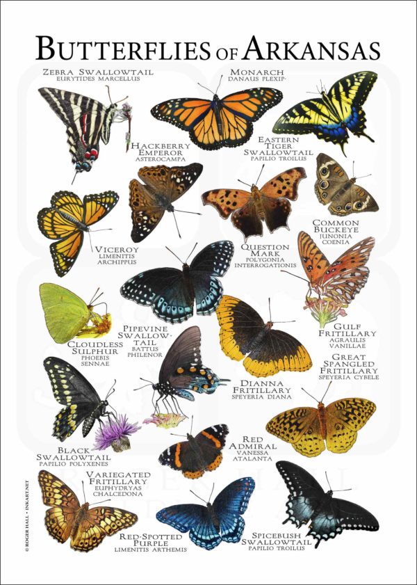 Butterflies of Arkansas poster print
