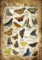Butterflies of Delaware poster print