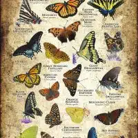 Butterflies of Delaware poster print