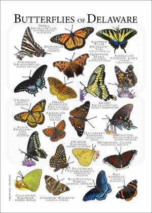 Butterflies of Delaware poster print