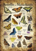 Butterflies of Massachusetts poster print