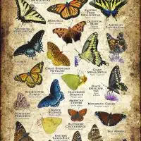 Butterflies of Massachusetts poster print