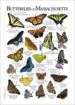 Butterflies of Massachusetts poster print