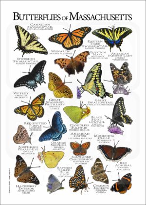 Butterflies of Massachusetts poster print