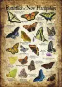 Butterflies of New Hampshire poster print