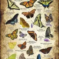 Butterflies of New Hampshire poster print