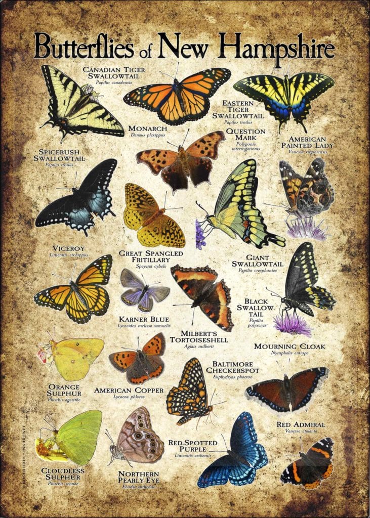 Nh State Insect Butterflies of New Hampshire Poster Print
