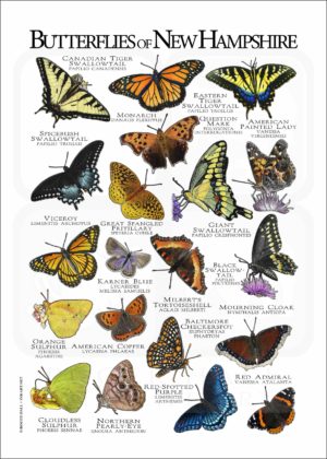 Butterflies of New Hampshire poster print