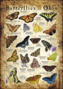 Butterflies of Ohio poster print