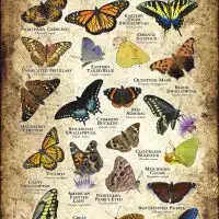 Butterflies of Ohio poster print