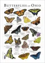 Butterflies of Ohio poster print