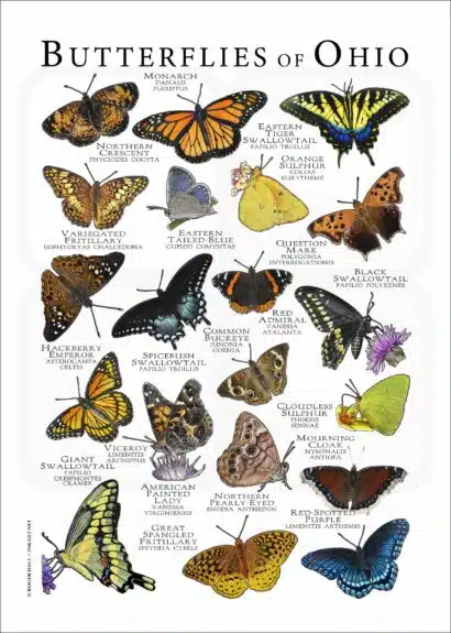 Butterflies of Ohio poster print