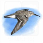 Illustration of a Dunlin