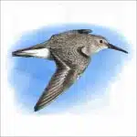 Illustration of a Dunlin