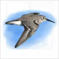 Illustration of a Dunlin
