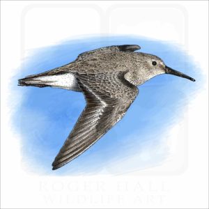 Illustration of a Dunlin