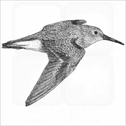 Dunlin illustration