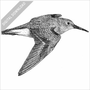 Dunlin illustration