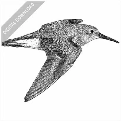 Dunlin illustration