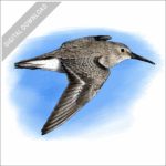 Dunlin illustration stock image