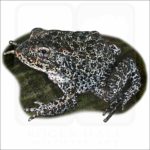 Dusky or Mississippi Gopher Frog illustration