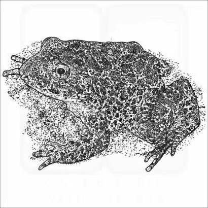 Dusky or Mississippi Gopher Frog