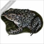 Dusky or Mississippi Gopher Frog stock image