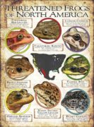 Endangered Frogs of North America poster print