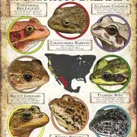 Endangered Frogs of North America poster print