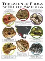 Endangered Frogs of North America poster print