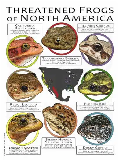 Endangered Frogs of North America poster print