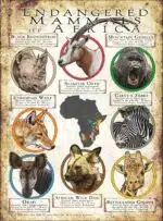 Endangered Mammals of Africa poster print