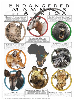 Endangered Mammals of Africa poster print