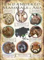 Endangered Mammals of Asia poster