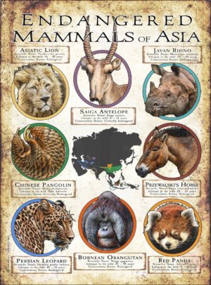 Endangered Mammals of Asia poster