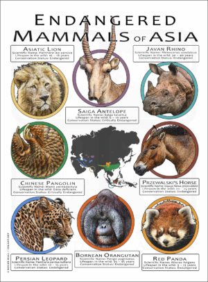 Endangered Mammals of Asia poster print