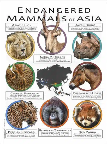 Endangered Mammals of Asia poster print
