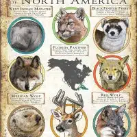 Endangered Mammals of North America poster print