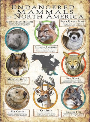 Endangered Mammals of North America poster print